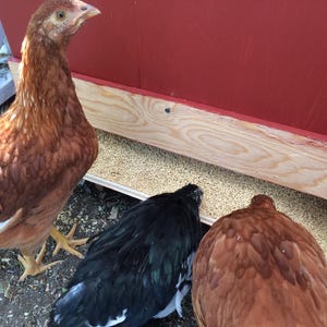 Chicken Feeder Plans (PDF)