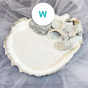 以下が含まれることがあります： 細かく明るい色の砂が入った、大きく滑らかな白い貝殻の皿。貝殻の片側には、フジツボが付着した小さく質感のある灰褐色の貝殻の集まりがあります。文字「W」が書かれた白い円形のアイコンが表示されています。