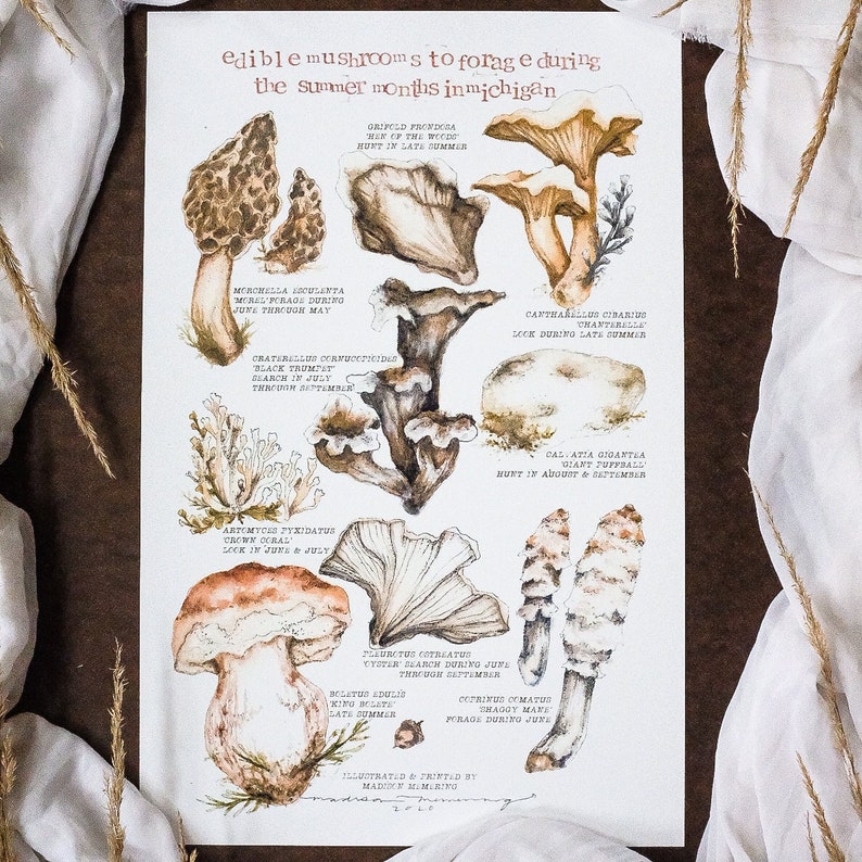 Edible Mushrooms of Michigan Poster Design by Artist 11x17 Etsy