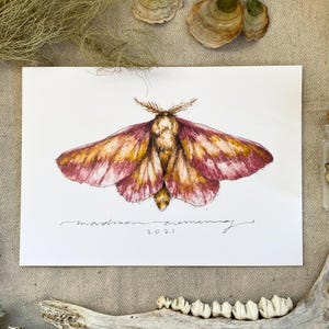 Rosy maple moth artist watercolor print 5x7&quot;
