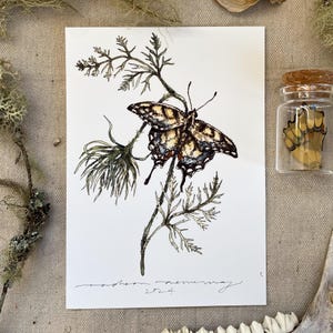 Swallowtail butterfly