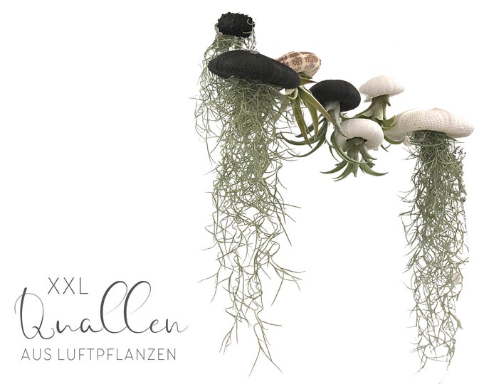 XXL Jellyfish Air | Tillandsia | Jellyfish | Plant decoration for hanging | Sea urchins in black, white or natural | Airplants