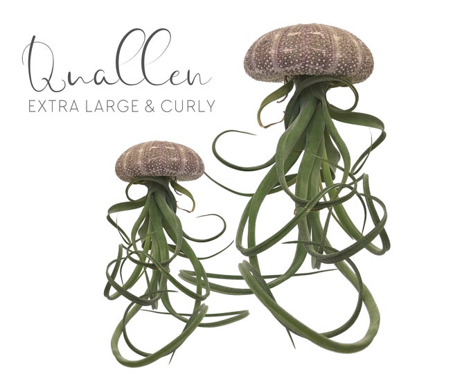 Jellyfish air | Curly Slim Tillandsia | Jellyfish | Plant decoration for hanging | Sea urchin natural | Airplants