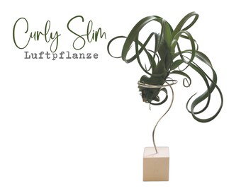 Air plants | Tillandsien Curly Slim | Plant decoration to put | Airplants | Stand white cube with silver wire