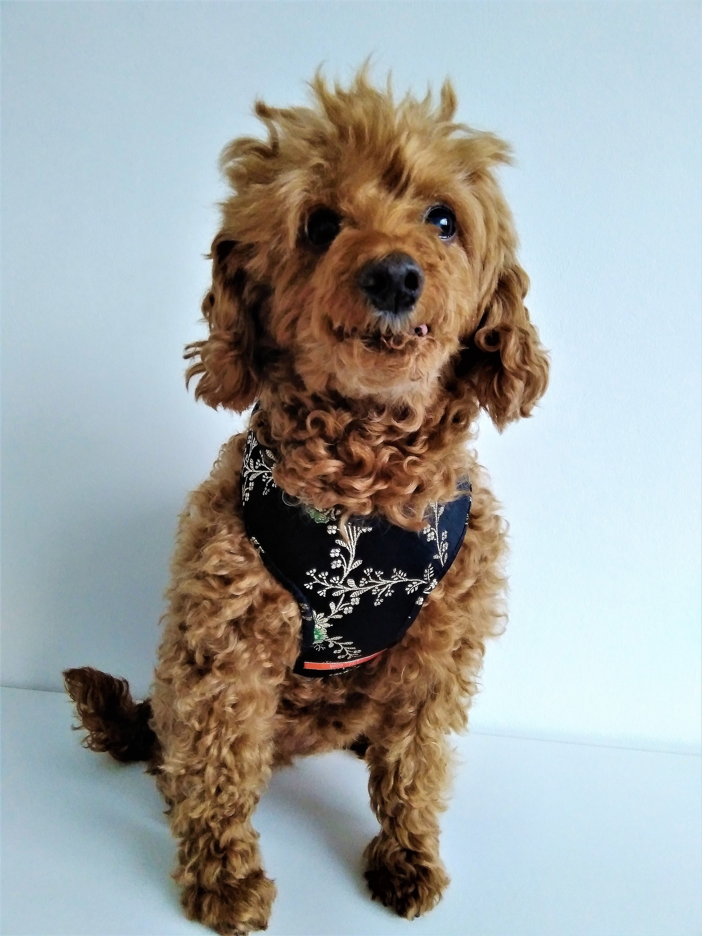 bespoke dog harness