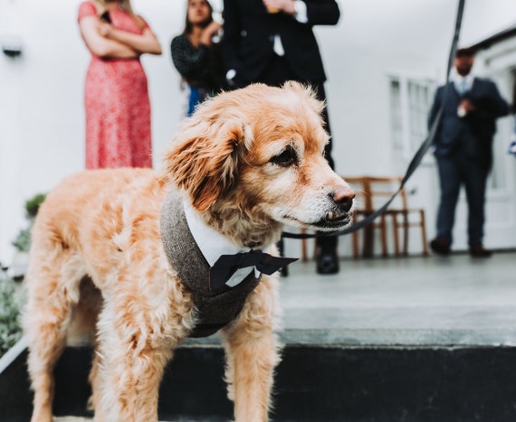 Tweed Wedding Tux Harness Wedding Suit Wedding Tuxedo Dog Outfit Other Colours Available Alternative Wedding Office Suit Etsy