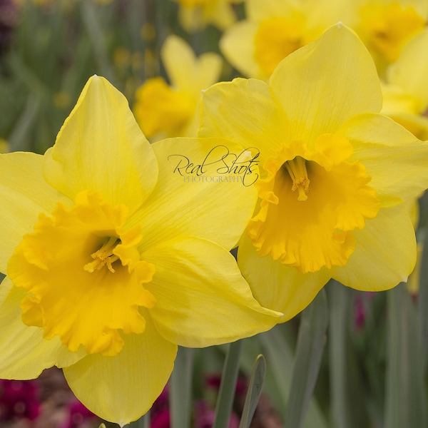 Lovely Daffodils