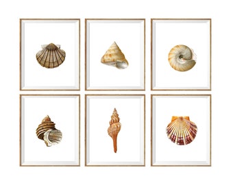 Seashell Print Set | Etsy