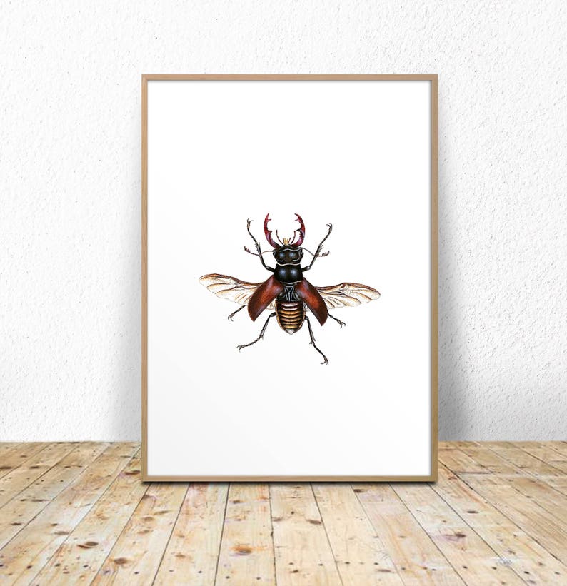 taxidermy wall vintage insect print taxidermy printable insect wall art