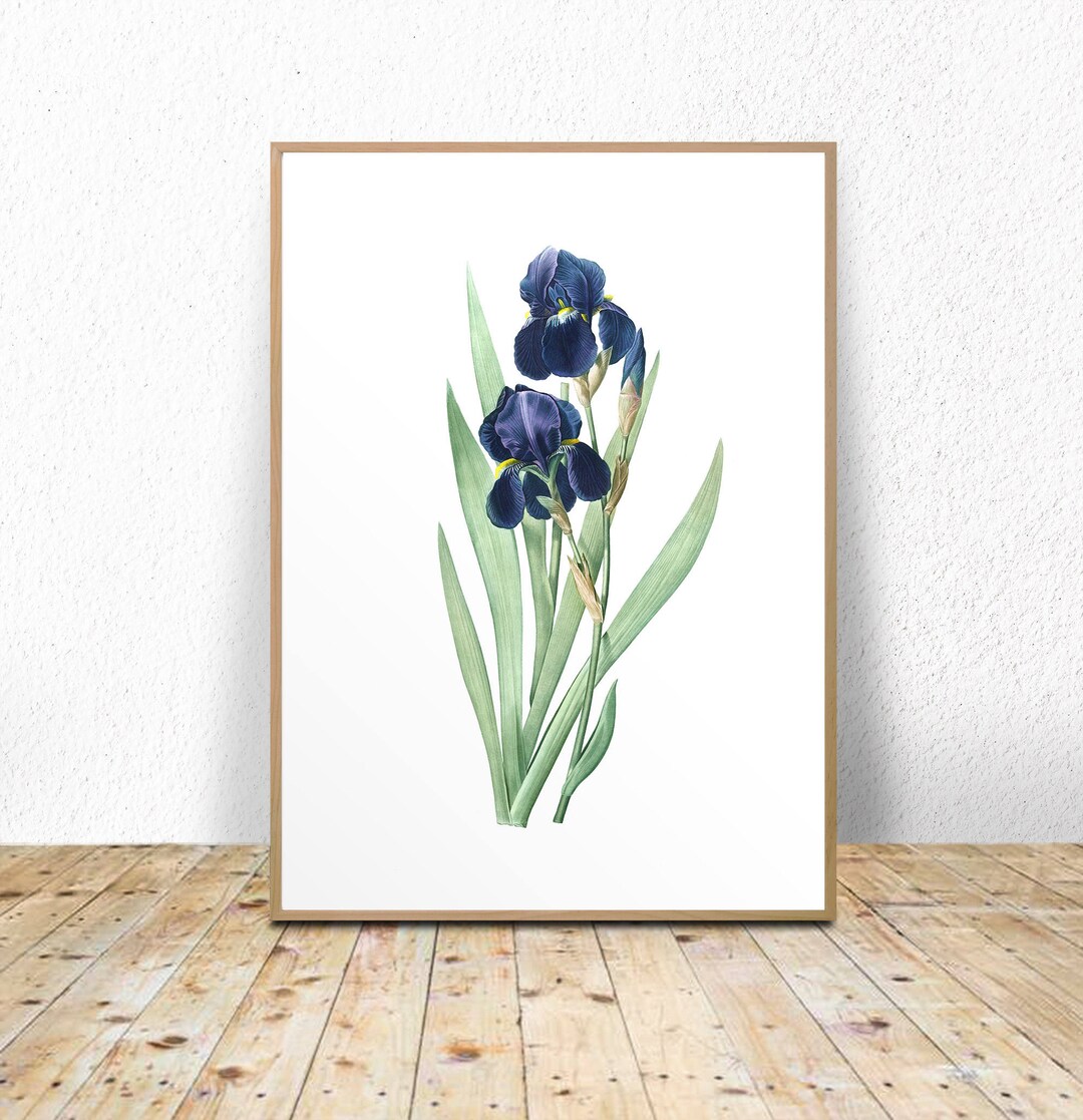 Iris Art Print Iris Flower Iris Printable Printable Flower - Etsy