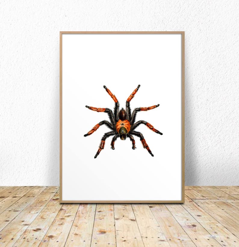 Spider Printable Spider Art Print Spider Vintage Print | Etsy
