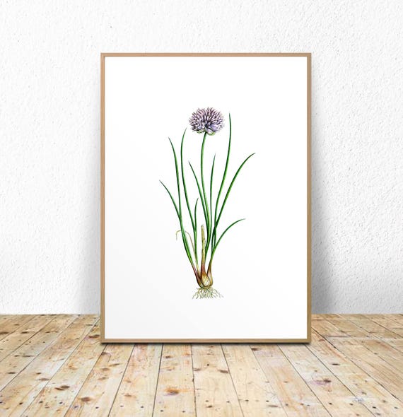 Chives Art Print Chives Printable Chives Kitchen Print Etsy