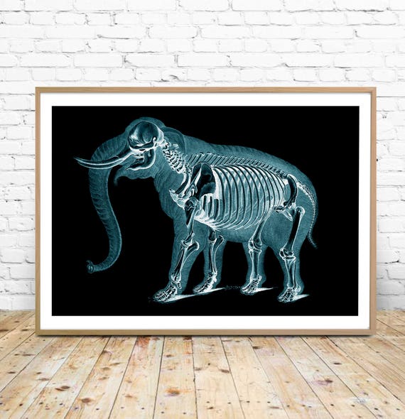 55 Animal X Rays Printables Cafekudus