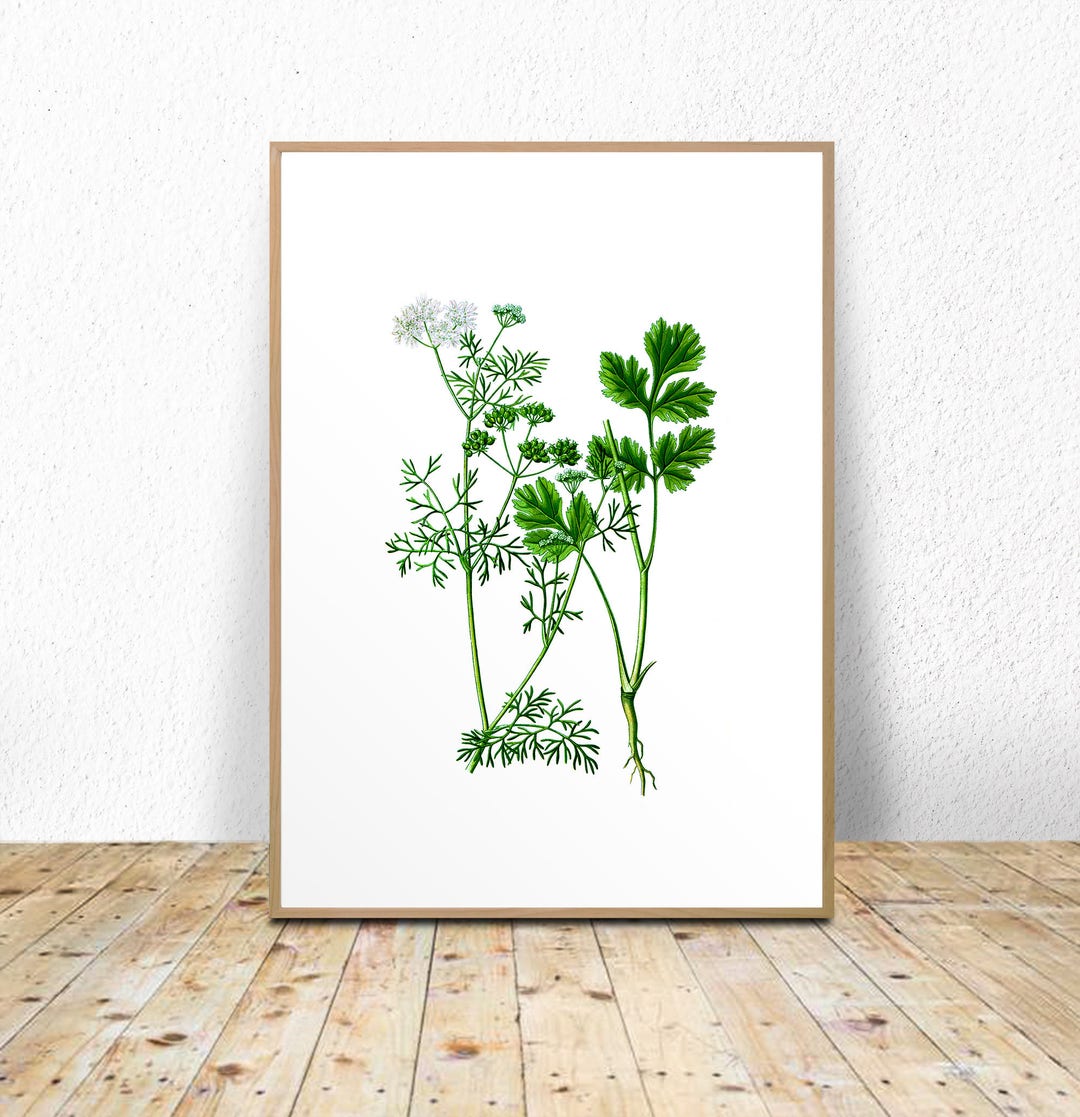 Coriander Wall Print Kitchen Herbs Decor Kitchen Art Herbs Etsy
