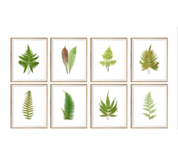 Botanical Set Of 8 Fern Printables Digital Fern Prints Etsy