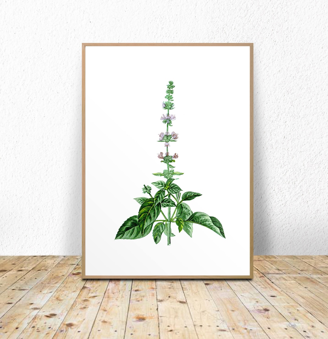 Kitchen Decor, Basil Printable, Herbs Kitchen Decor, Natural Kitchen ...