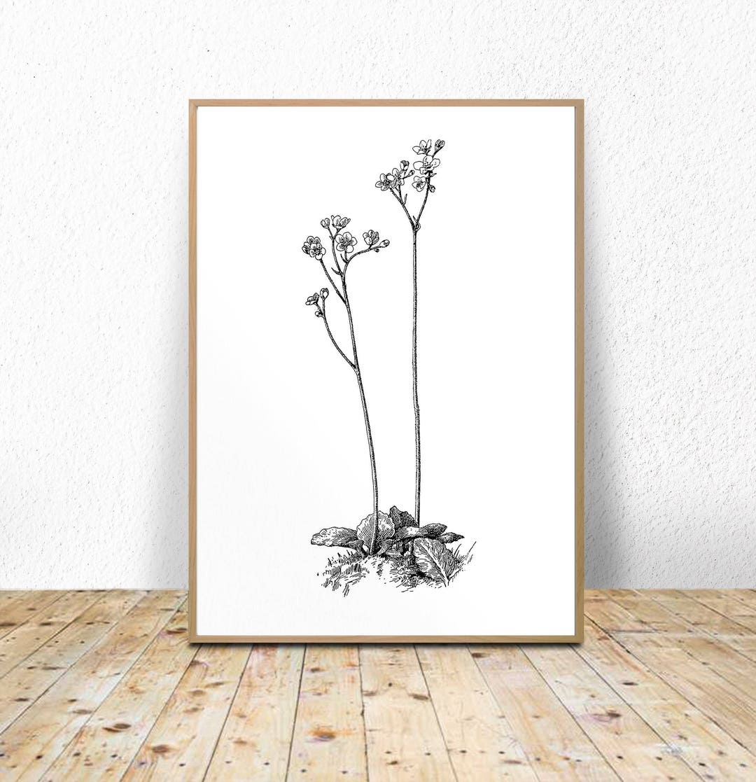 Botanical Print Black and White, Black and White Printable, Bnw ...