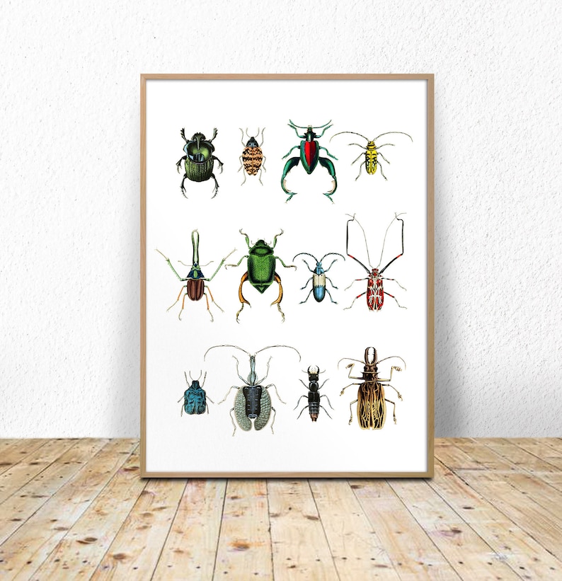Beetles Chart Printable beetles Printable Insect Print | Etsy