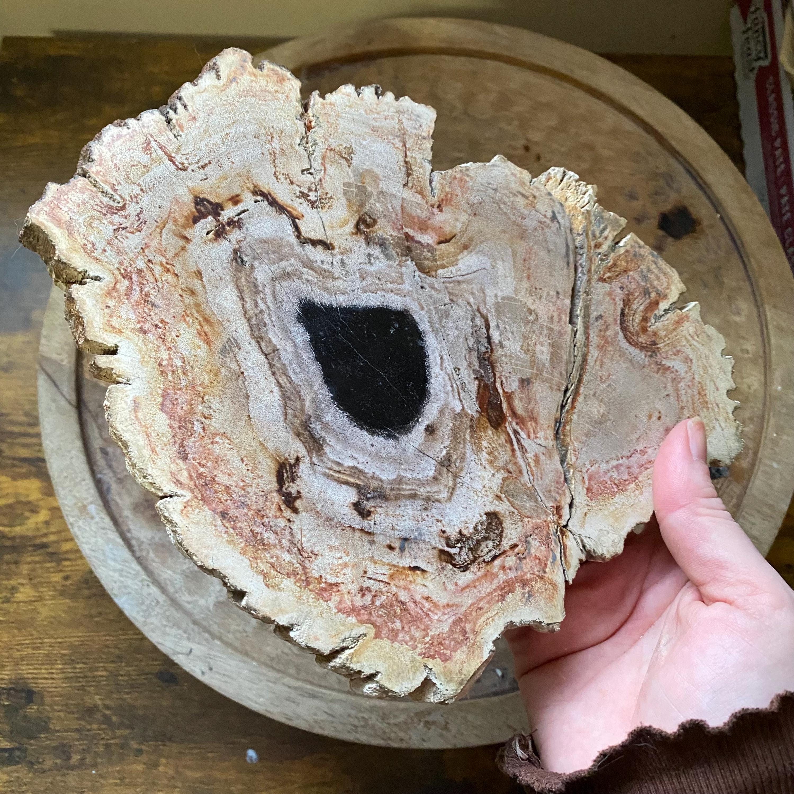 Petrified Wood Tray - Etsy Petrified Wood Tray - Etsy