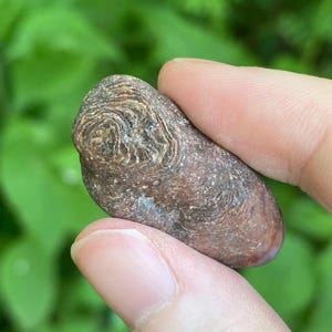 May include: A small, oblong, brown stone with a swirling, layered pattern on one end. The stone has a smooth, polished appearance and is held between two fingers against a blurred green background.