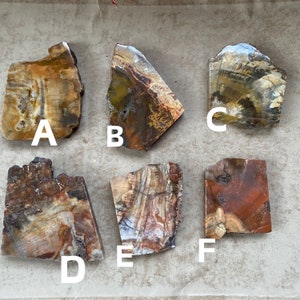 May include: Six pieces of petrified wood, each with unique patterns and colors, labeled A through F. The wood is a mix of brown, white, and yellow.