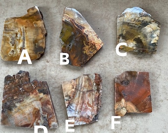 PETRIFIED WOOD SLICE half polished Your Choice