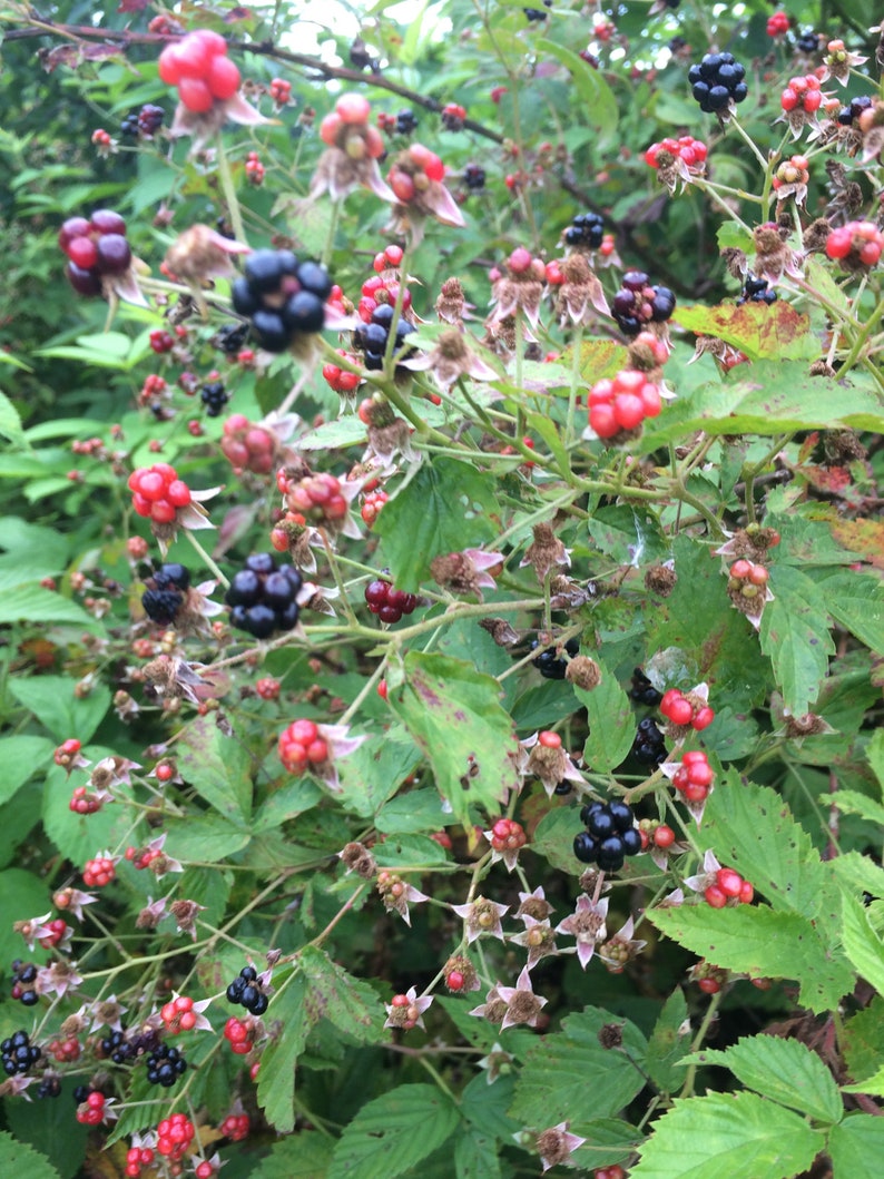 Blackberry Branches Blackberry Canes Dried blackberry Etsy