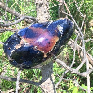 May include: A large, smooth, black and iridescent rock with brown and white markings. The rock is resting on a branch of a tree.
