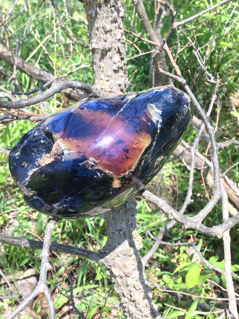 May include: A large, smooth, black and iridescent rock with brown and white markings. The rock is resting on a branch of a tree.