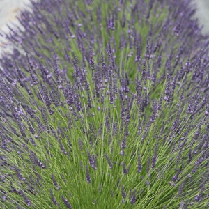 May include: A field of lavender plants in full bloom, with purple flowers and green stems. The plants are arranged in rows, creating a beautiful and fragrant landscape.