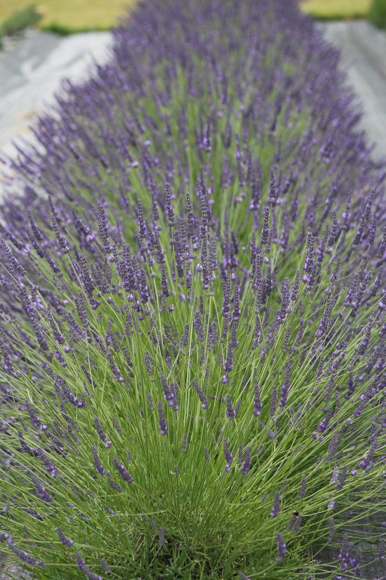 May include: A field of lavender plants in full bloom, with purple flowers and green stems. The plants are arranged in rows, creating a beautiful and fragrant landscape.
