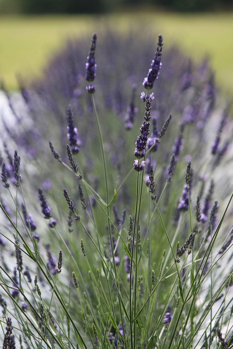 Bulk dried lavender buds 4 oz 8 oz 16 oz 1 lb. Very highly Etsy