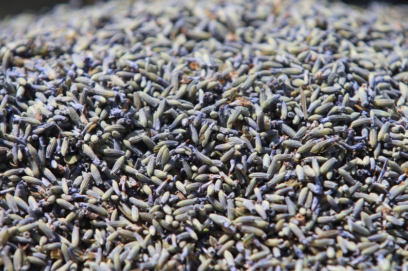 Bulk Dried Lavender Buds 4 Oz 8 Oz 16 Oz 1 Lb. Very Highly Etsy