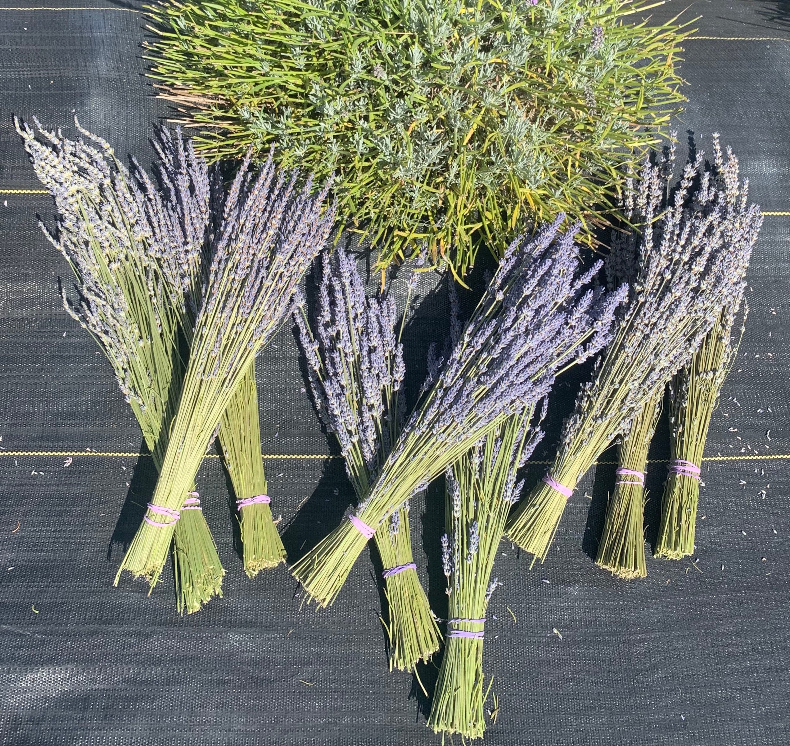 Dried Lavender — Pleasant Hills Farm