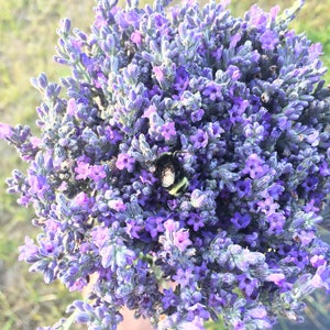 May include: A bouquet of lavender flowers in shades of purple and light pink, with a bumblebee resting on the blooms.