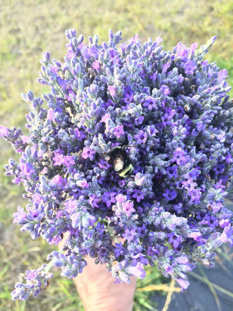 May include: A bouquet of lavender flowers in shades of purple and light pink, with a bumblebee resting on the blooms.
