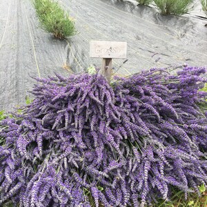 May include: A large bundle of lavender flowers, freshly cut and tied together, sits on the ground in front of a field of lavender plants. A sign reads "Grosso" in the background.