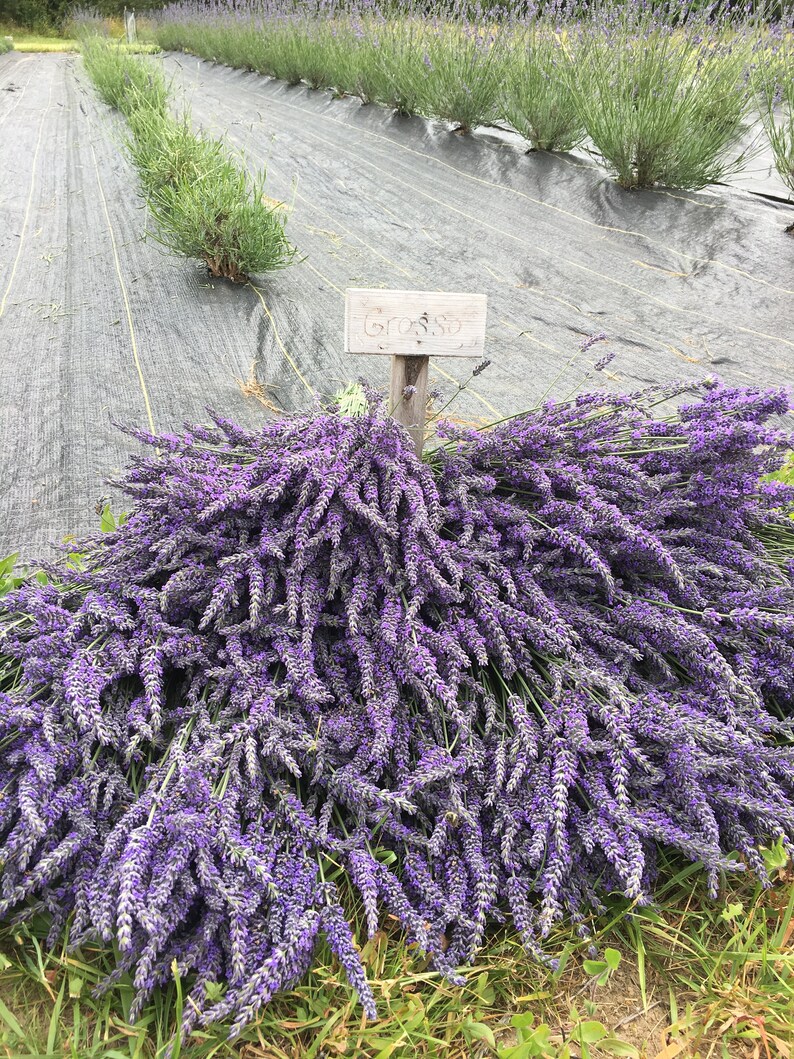 May include: A large bundle of lavender flowers, freshly cut and tied together, sits on the ground in front of a field of lavender plants. A sign reads "Grosso" in the background.