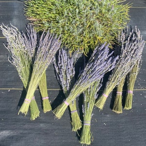 May include: A collection of dried lavender bundles tied with pink ribbon. The bundles are arranged on a black surface.