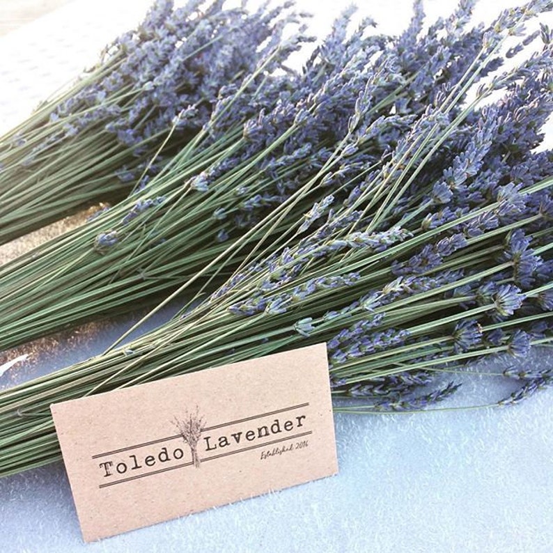 Dried Lavender Bundle 100120 stems Grosso Dutch Mill Etsy