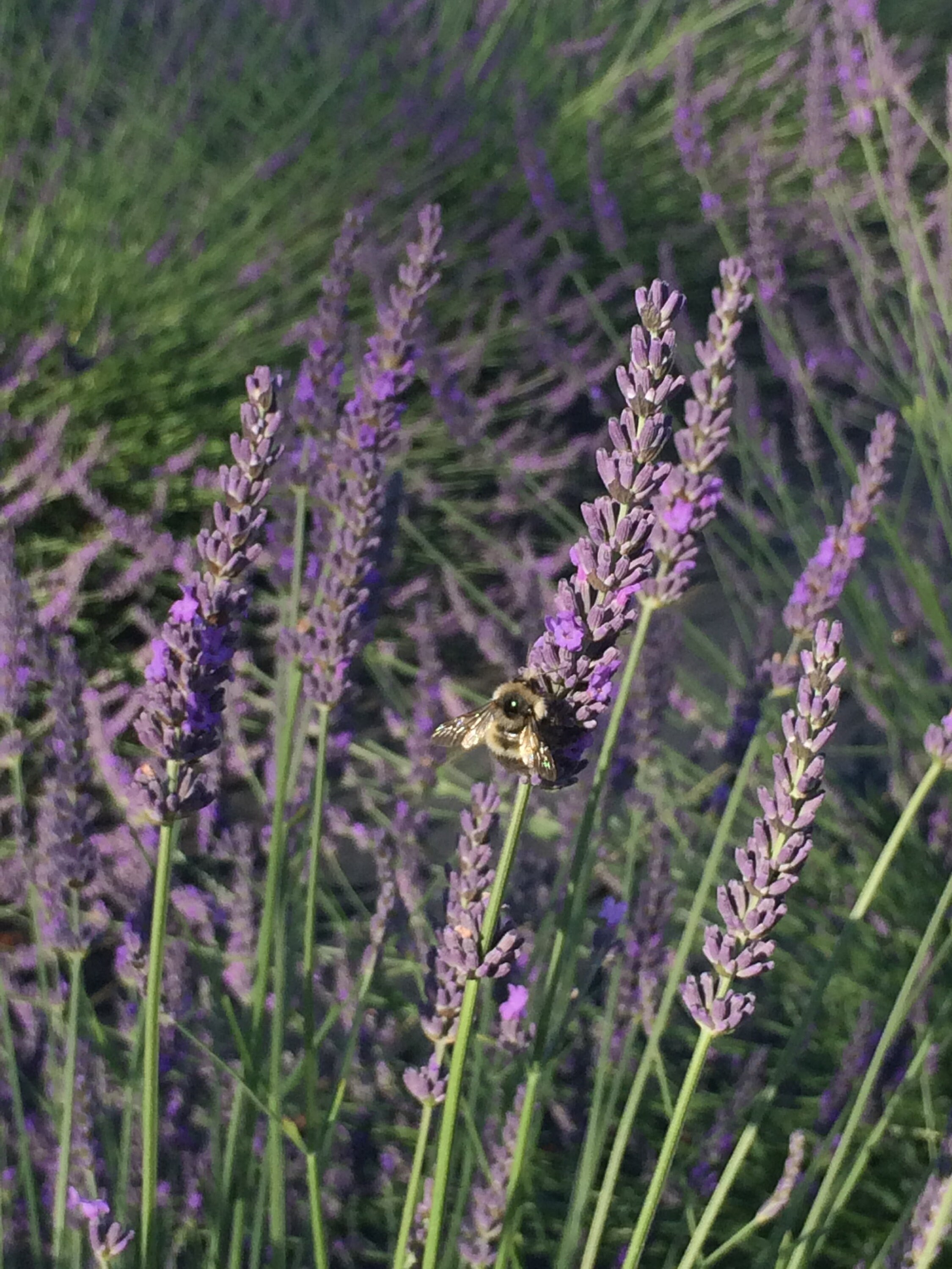 Dried Lavender Bundle – Big Roots Lavender Farm