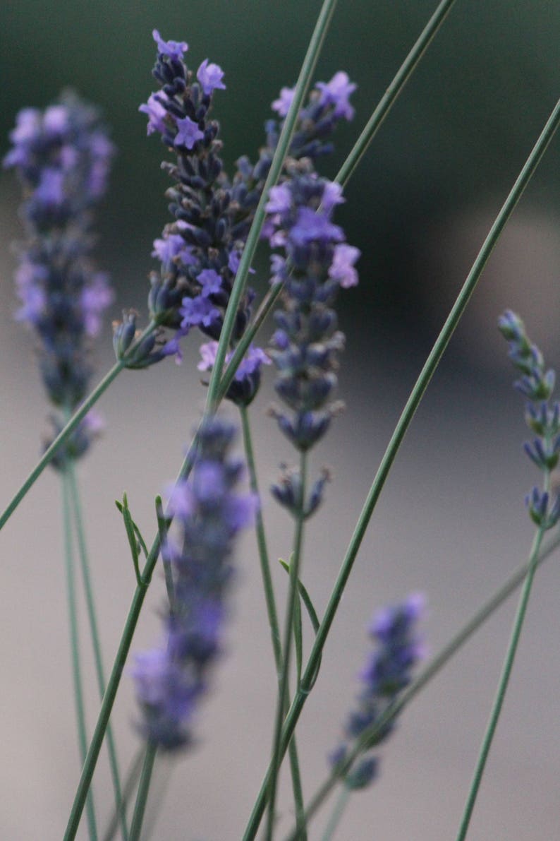 Bulk dried lavender buds 4 oz 8 oz 16 oz 1 lb. Very highly Etsy