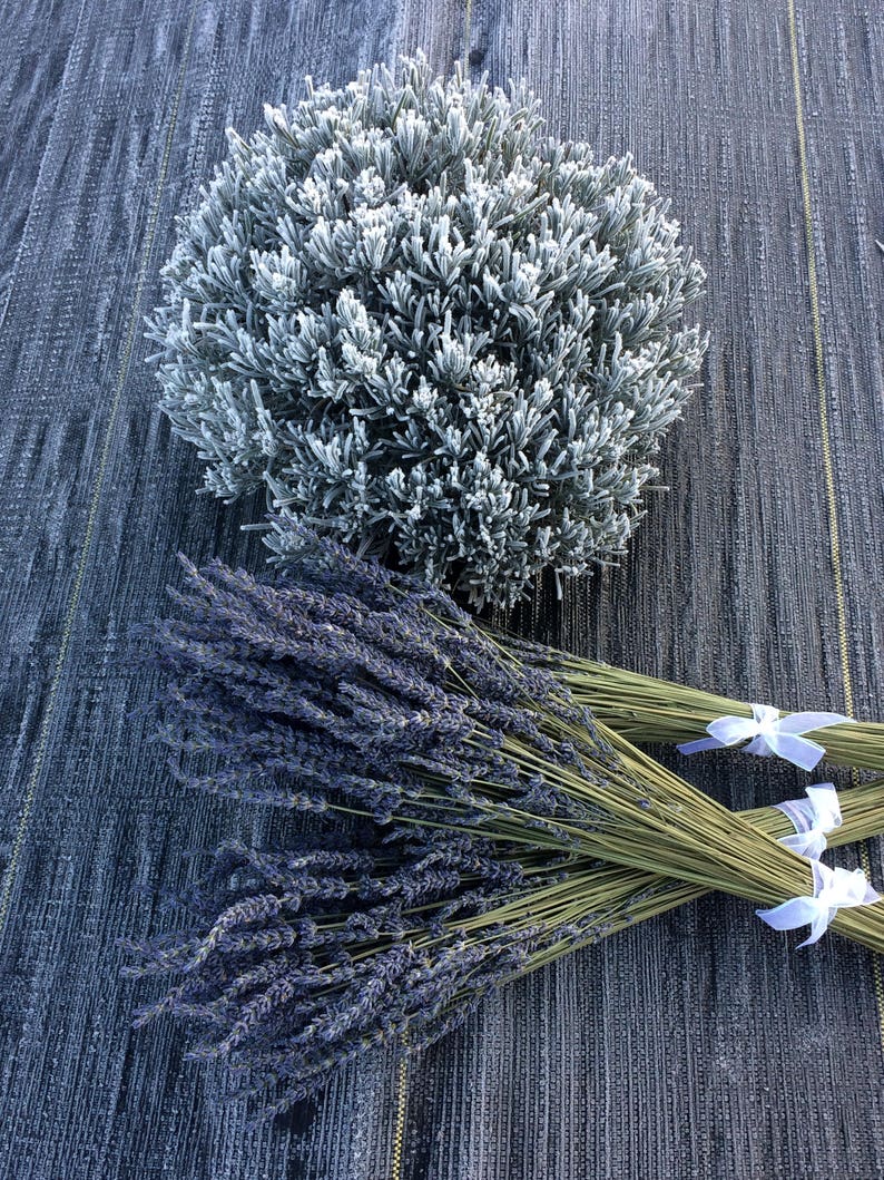 May include: Two bundles of dried lavender flowers, one with purple blooms and the other with gray-green foliage, arranged on a textured gray surface.