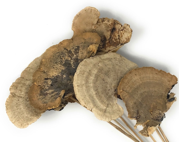 Set of 6 Natural Dried Sponge Mushrooms, Rustic Wedding Decor, Woodland Decor, Forest Theme Decor, Vase Filler, Boho Home Decor