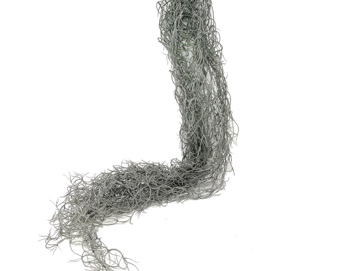 Faux Spanish Moss Hanging Bush, Green Gray Tillandsia Air Plant, Hanging Greenery - 51"