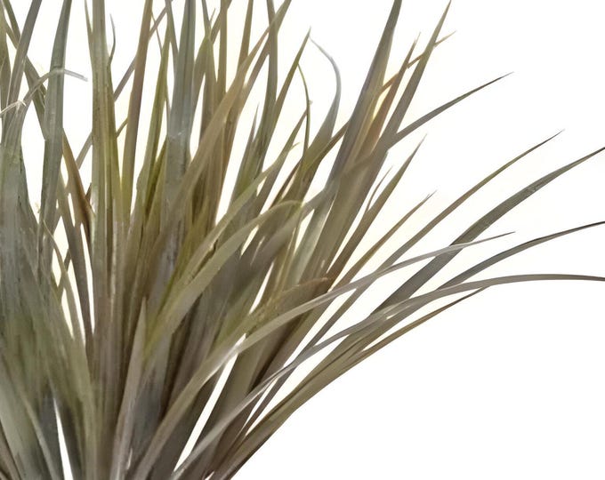 19" Faux Fall Grass on Stem, Planter Filler, Pot Filler, Fall Decor, Floral Supply