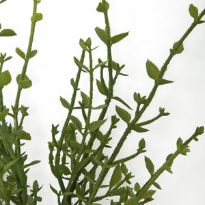 Puede incluir: Un ramo de vegetaci&oacute;n artificial verde con peque&ntilde;as hojas y tallos.