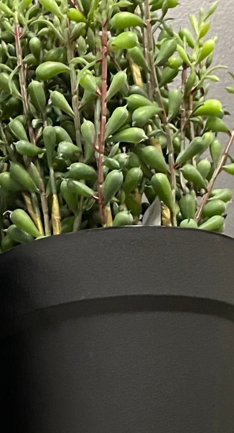 17H Artificial Potted Jade PlantArtificial Succulent in Etsy