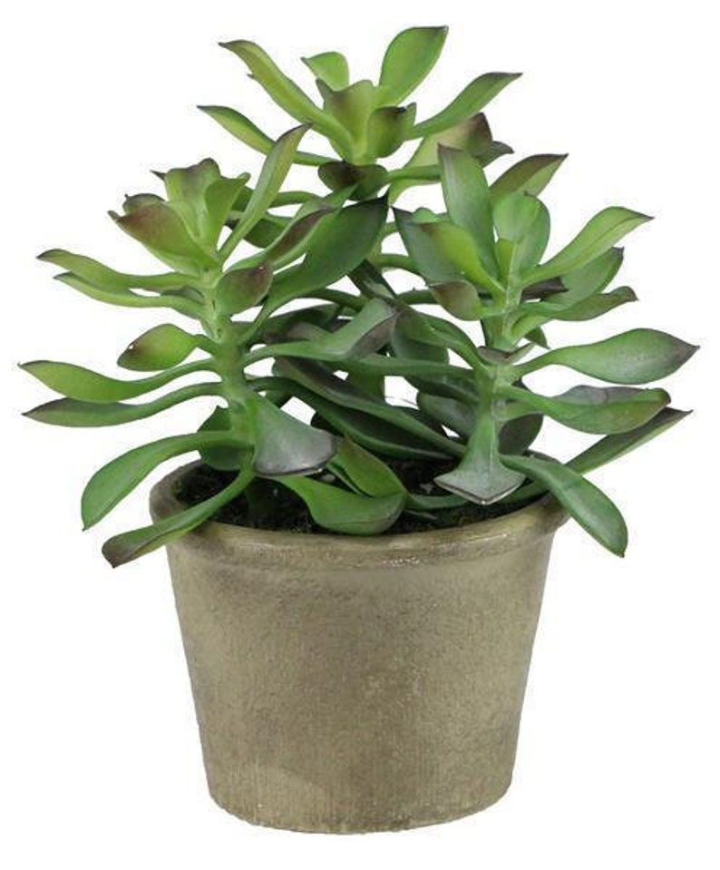 7 X 6 Artificial Potted Jade Succulent Plant in Etsy