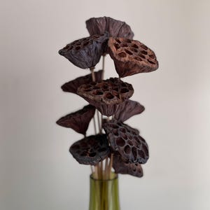 May include: A bouquet of dried lotus pods in shades of brown and purple, arranged in a vase.